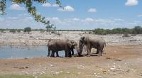 Ethoscha Namibia