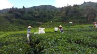 Cameron Highlands